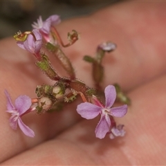 Stylidium graminifolium at Gundary, NSW - 17 Nov 2024