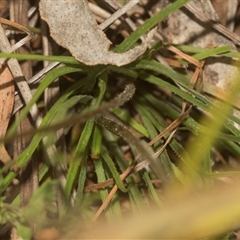 Stylidium graminifolium at Gundary, NSW - 17 Nov 2024