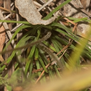 Stylidium graminifolium at Gundary, NSW - 17 Nov 2024