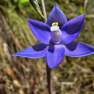 Thelymitra alpina at Cotter River, ACT - suppressed