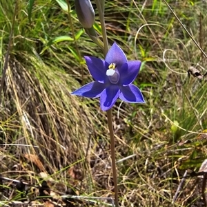 Thelymitra alpina at Cotter River, ACT - suppressed