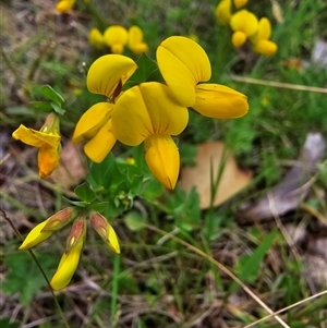 Lotus corniculatus at Yaouk, NSW - 19 Nov 2024