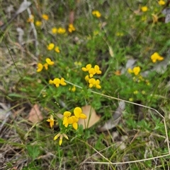 Lotus corniculatus at Yaouk, NSW - 19 Nov 2024