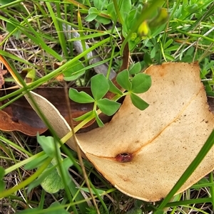 Lotus corniculatus at Yaouk, NSW - 19 Nov 2024