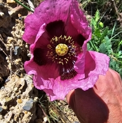 Papaver somniferum (Opium Poppy) at Mount Clear, ACT - 19 Nov 2024 by HarleyB