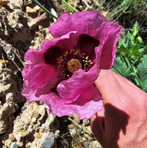 Papaver somniferum at Mount Clear, ACT - 19 Nov 2024 12:10 PM