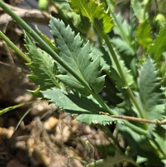 Papaver somniferum at Mount Clear, ACT - 19 Nov 2024