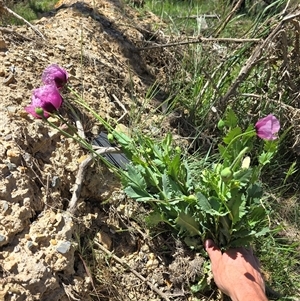 Papaver somniferum at Mount Clear, ACT - 19 Nov 2024 12:10 PM