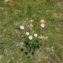 Leucanthemum vulgare (Ox-eye Daisy) at Yaouk, NSW - 19 Nov 2024 by HarleyB