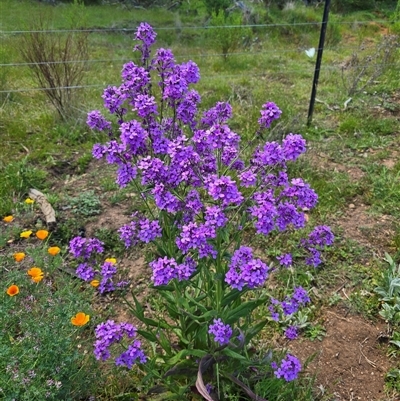 Hesperis matronalis (Dame's Rocket) at Yaouk, NSW by HarleyB