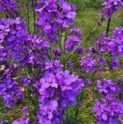 Hesperis matronalis at suppressed - suppressed