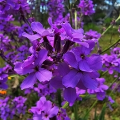 Hesperis matronalis at suppressed - suppressed