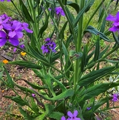 Hesperis matronalis at suppressed - suppressed