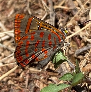 Hypochrysops delicia at Whitlam, ACT - 20 Nov 2024