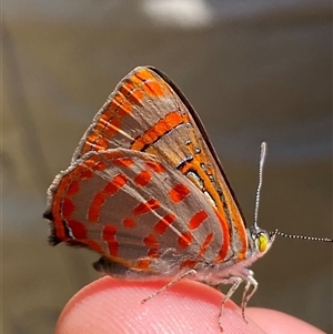 Hypochrysops delicia at Whitlam, ACT - 20 Nov 2024