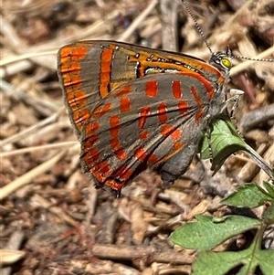 Hypochrysops delicia at Whitlam, ACT - 20 Nov 2024