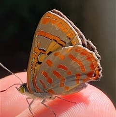 Hypochrysops delicia at Whitlam, ACT - 20 Nov 2024