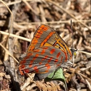 Hypochrysops delicia at Whitlam, ACT - 20 Nov 2024