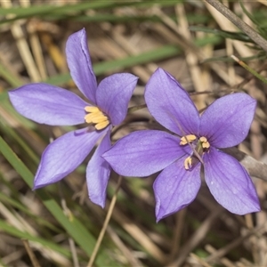 Cheiranthera linearis at Gundary, NSW - 17 Nov 2024