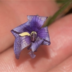 Cheiranthera linearis at Gundary, NSW - 17 Nov 2024