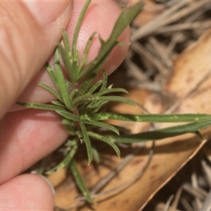 Cheiranthera linearis at Gundary, NSW - 17 Nov 2024