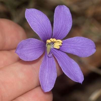 Cheiranthera linearis (Finger Flower) at Gundary, NSW - 17 Nov 2024 by AlisonMilton