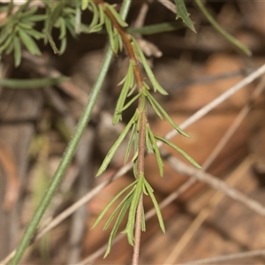 Cheiranthera linearis at Gundary, NSW - 17 Nov 2024