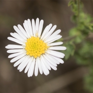 Calotis cuneifolia at Gundary, NSW - 17 Nov 2024