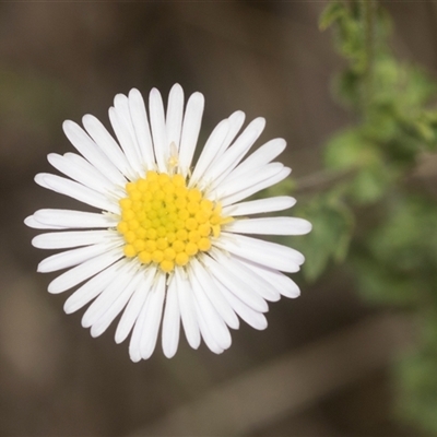 Calotis cuneifolia (Purple Burr-daisy) at Gundary, NSW - 17 Nov 2024 by AlisonMilton