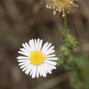 Calotis cuneifolia at Gundary, NSW - 17 Nov 2024