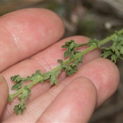 Calotis cuneifolia at Gundary, NSW - 17 Nov 2024