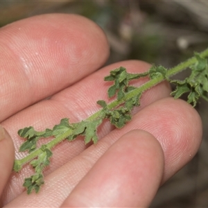 Calotis cuneifolia at Gundary, NSW - 17 Nov 2024 12:59 PM