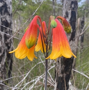 Blandfordia grandiflora at Bonny Hills, NSW - suppressed