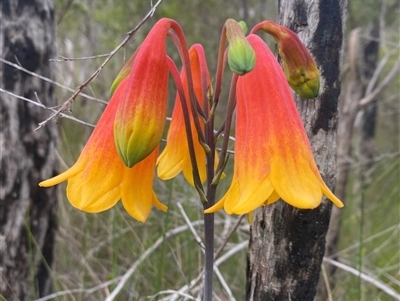 Blandfordia grandiflora (Christmas Bells) at Bonny Hills, NSW - 20 Nov 2024 by pls047