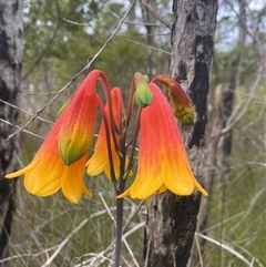 Blandfordia grandiflora at Bonny Hills, NSW - suppressed