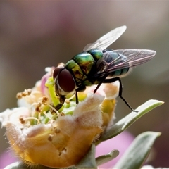 Chrysomya sp. (genus) (A green/blue blowfly) at Florey, ACT - 14 Nov 2024 by KorinneM