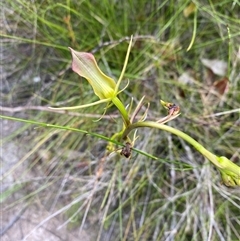 Unidentified Orchid at Bonny Hills, NSW - 20 Nov 2024 by pls047