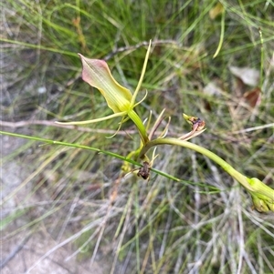 Cryptostylis subulata at Bonny Hills, NSW - suppressed