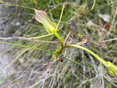 Unidentified Orchid at Bonny Hills, NSW - 20 Nov 2024 by pls047