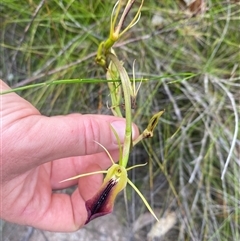 Cryptostylis subulata at Bonny Hills, NSW - suppressed