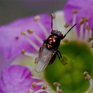 Melanina sp. (genus) at Florey, ACT by KorinneM