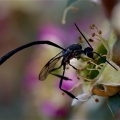 Gasteruption sp. (genus) (Gasteruptiid wasp) at Florey, ACT - 14 Nov 2024 by KorinneM