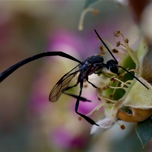 Gasteruption sp. (genus) (Gasteruptiid wasp) at Florey, ACT by KorinneM