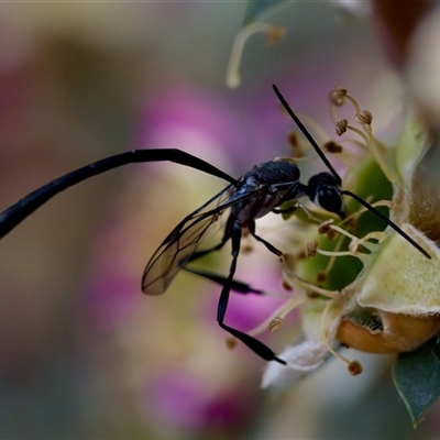 Gasteruption sp. (genus) (Gasteruptiid wasp) at Florey, ACT - 14 Nov 2024 by KorinneM