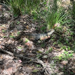 Intellagama lesueurii lesueurii (Eastern Water Dragon) at Orangeville, NSW - 20 Nov 2024 by MaxDownes