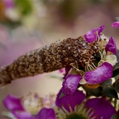 Conoeca or Lepidoscia (genera) IMMATURE (Unidentified Cone Case Moth larva, pupa, or case) at Florey, ACT - 16 Nov 2024 by KorinneM