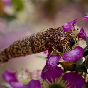 Conoeca or Lepidoscia (genera) IMMATURE at Florey, ACT - suppressed