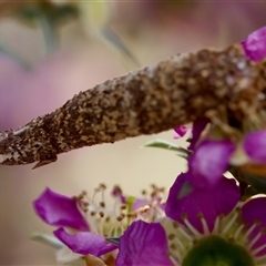 Conoeca or Lepidoscia (genera) IMMATURE at Florey, ACT - suppressed