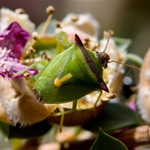 Cuspicona thoracica at Florey, ACT - suppressed