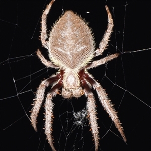 Hortophora transmarina (Garden Orb Weaver) at Sheldon, QLD by PJH123